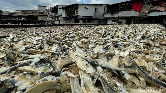 Nelayan Muara Angke mengaku produksi ikan asin menurun. Hal ini disebabkan penjemuran ikan yang terkendala karena musim hujan.