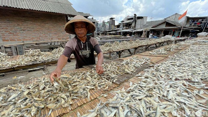 Nelayan Muara Angke mengaku produksi ikan asin menurun. Hal ini disebabkan penjemuran ikan yang terkendala karena musim hujan.