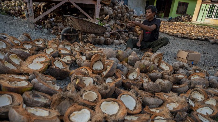 Harga kopra naik dari rata-rata Rp10 ribu menjadi Rp12.500 per kilogram sejak sebulan terakhir ini. Hal ini membuat petani kopra kembali bersemangat.