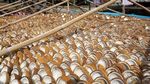 Harga Naik! Petani Kopra Semangat