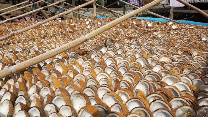Narga Naik! Petani Kopra Semangat Harga kopra naik dari rata-rata Rp10 ribu menjadi Rp12.500 per kilogram sejak sebulan terakhir ini. Hal ini membuat petani kopra kembali bersemangat.