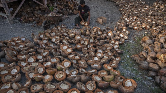 Harga kopra naik dari rata-rata Rp10 ribu menjadi Rp12.500 per kilogram sejak sebulan terakhir ini. Hal ini membuat petani kopra kembali bersemangat.