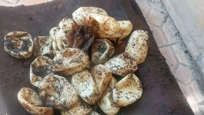 Ular dan telur ular yang diamankan di SMPN 3 Karangdowo, Klaten, Minggu (12/12/2021).