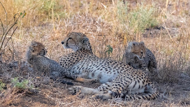 1162404123Cheetah Cheeta, babies in the savannah, Serengeti reserve in Tanzania, newborn lying in the grass