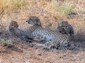 Duh! Bayi Cheetah Diperjualbelikan di Pasar Gelap, Incaran Orang Berduit