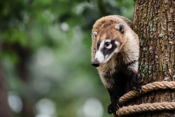 Coati, salah satu mamalia hutan yang saling menguping.
