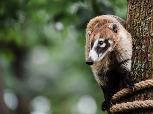 Lucu! Ternyata Mamalia Hutan Saling Menguping, Ngomongin Apa Ya?