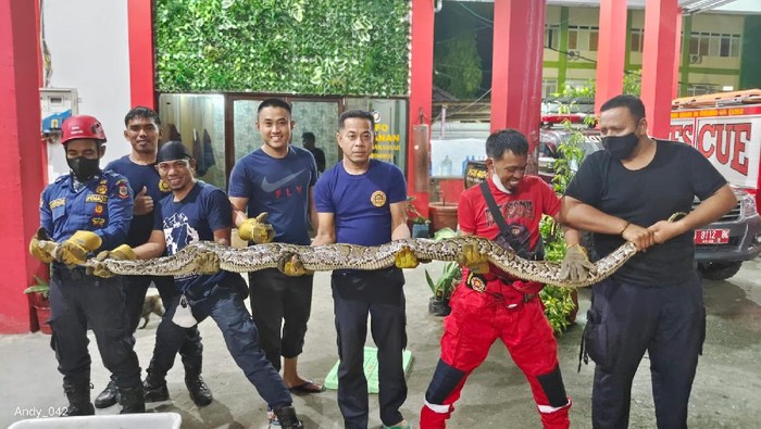 Damkar Kota Makassar evakuasi ular piton sepanjang 5 meter