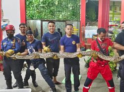 Ngeri! Ular Piton 5 Meter Muncul di Permukiman Warga Makassar