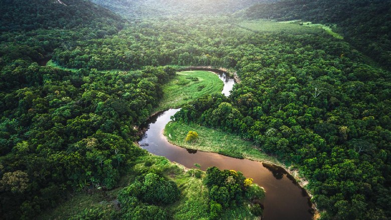 Hutan Amazon Drone Footage