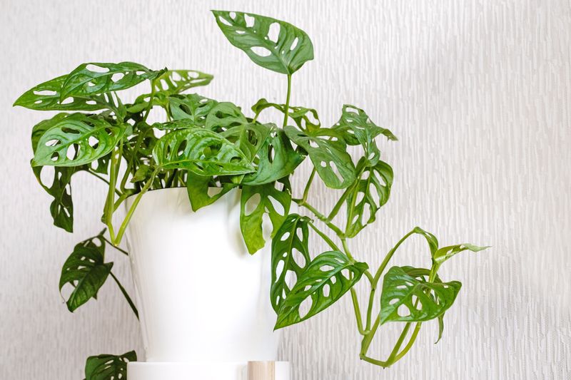 Monstera Monkey Mask or Obliqua or Adansonii stands on a white pedestal. Home plants care concept. the concept of minimalism and scandi style, garden room