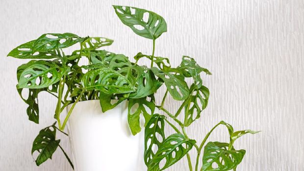 Monstera Monkey Mask or Obliqua or Adansonii stands on a white pedestal. Home plants care concept. the concept of minimalism and scandi style, garden room