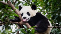 Panda Tetap Chubby Meski Makannya Cuma Bambu, Kenapa?