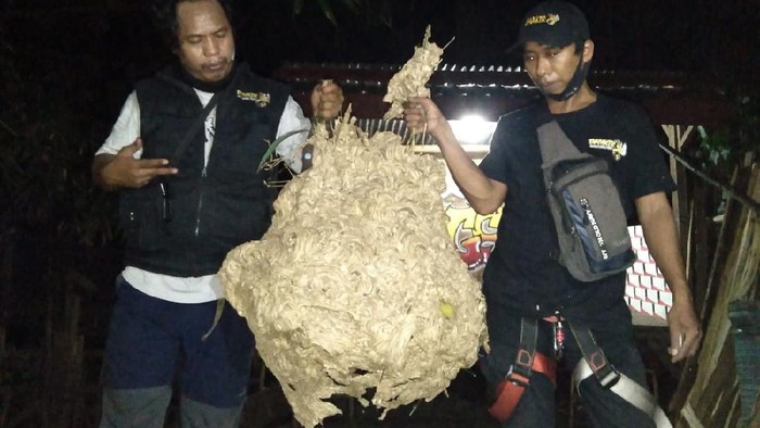 Sarang tawon vespa ukuran jumbo di Desa Gondangsari, Kecamatan Juwiring, Klaten, Senin (13/12/2021).