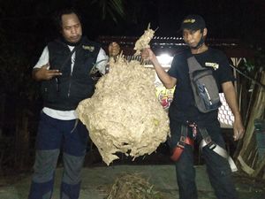 Ngeri! Sarang Tawon Vespa Jumbo Bikin Geger di Klaten