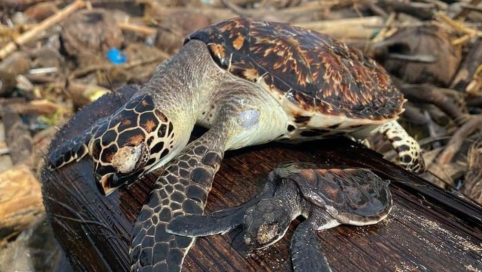 Tangkapan layar postingan viral 2 penyu mati di tumpukan sampah laut di pantai selatan Bali. (dok. Istimewa)