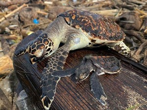 2 Penyu Ditemukan Mati di Tumpukan Sampah Laut di Pantai Bali