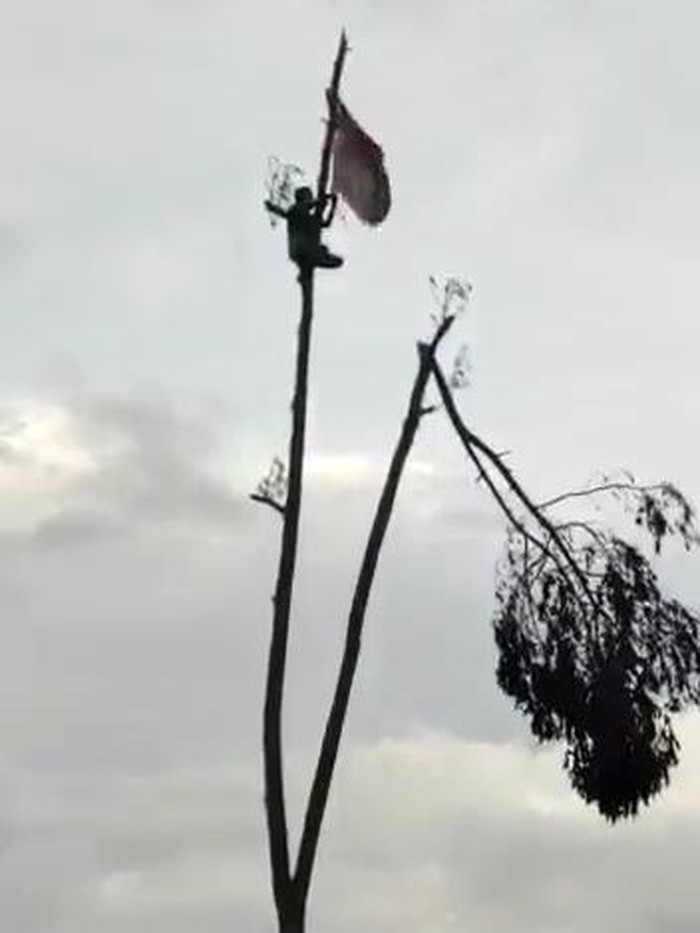 video viral bendera Eks Petinggi FPI HRS Dipasang di Pohon Bekas Erupsi Semeru