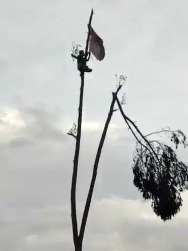 video viral bendera Eks Petinggi FPI HRS Dipasang di Pohon Bekas Erupsi Semeru