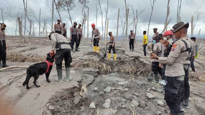 Anjing Pelacak Bantu Cari Korban Erupsi Semeru, Berhasil Temukan 13 Jenazah