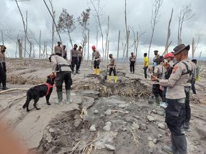 Anjing Pelacak Bantu Cari Korban Erupsi Semeru, Temukan 13 Jenazah