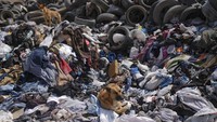 Anjing berkumpul di tumpukan besar pakaian bekas di dekat lingkungan La Mula di Alto Hospicio, Chile, Senin, (13/12/2021).