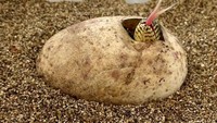 Departemen herpetologi kebun binatang (studi tentang amfibi) telah bekerja dan meneliti selama bertahun-tahun untuk berhasil membiakkan komodo, spesies kadal hidup terbesar di dunia. Pekerjaan ini sangat penting karena komodo terdaftar terancam punah oleh International Union for Conservation of Nature (ICUN).