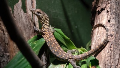 Foto: Detik-detik Komodo Menetas di New York