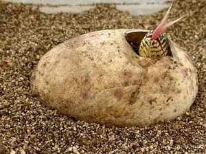 Komodo: Asal, Makanan, Perkembangbiakan, dan Apa yang Berbahaya darinya