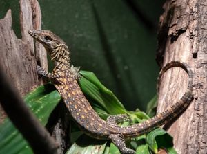 Foto: Detik-detik Komodo Menetas di New York