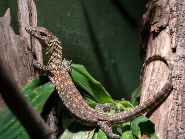 Foto: Detik-detik Komodo Menetas di New York