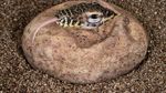 Foto: Detik-detik Komodo Menetas di New York