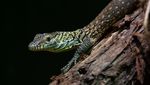 Foto: Detik-detik Komodo Menetas di New York