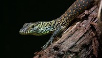 Di alam liar, komodo hidup di pepohonan untuk menghindari predator. Sedangkan di kebun binatang, mereka berada di kandang dengan banyak ranting dan lempengan kulit kayu.