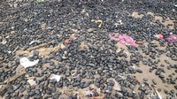 Dia pun mengeluhkan keberadaan batu bara itu yang merusak keindahan pantai. Kini hamparan pasir pantai itu pun tertutupi oleh tumpukan batu bara.