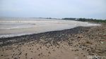 Pantai Sekembu Jepara Menghitam Tercemar Batu Bara