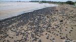 Pantai Sekembu Jepara Menghitam Tercemar Batu Bara