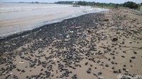 Hal senada juga disampaikan warga lainnya, Yanti. Dia menyebut batu bara itu merupakan muatan kapal tongkang yang kemudian terdampar ke bibir pantai.