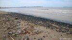 Pantai Sekembu Jepara Menghitam Tercemar Batu Bara