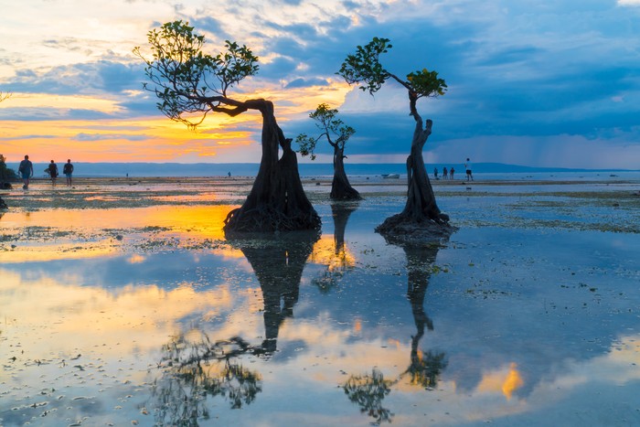 Pantai Walakiri di Sumba Reflection of Mangrove Tree during sunset at Walakiri Beach, Sumba