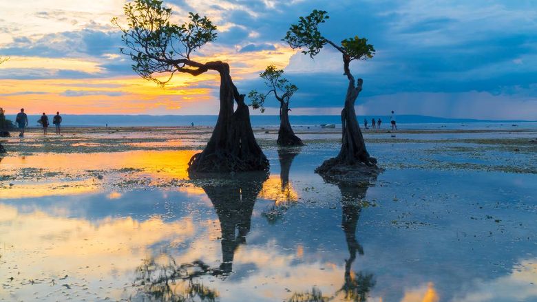 Reflection of Mangrove Tree during sunset at Walakiri Beach, Sumba