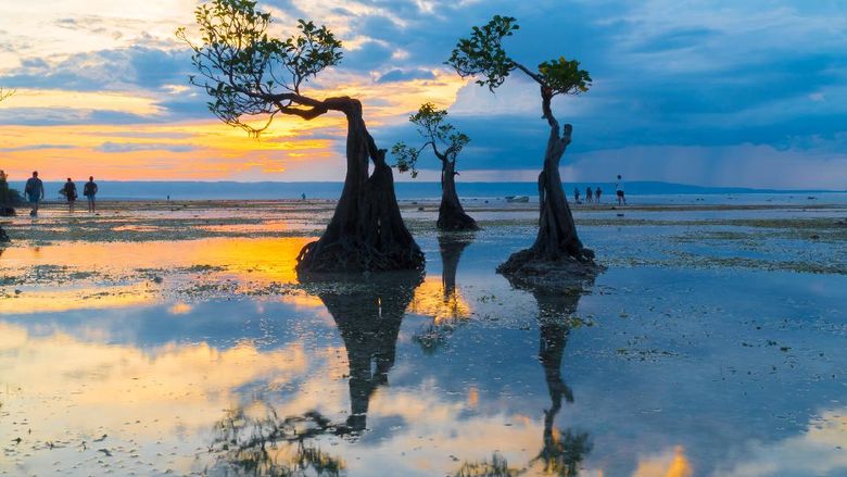 Pantai Walakiri di Sumba Reflection of Mangrove Tree during sunset at Walakiri Beach, Sumba
