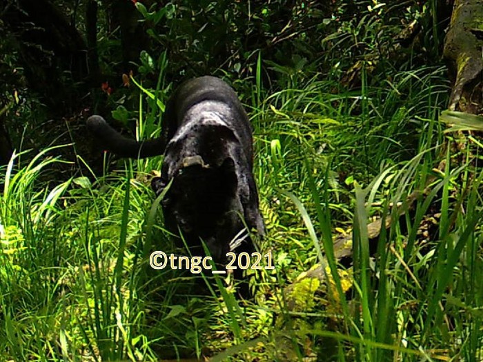 Penampakan sang raja hutan penghuni Gunung Ceremai