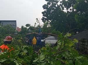 Hujan Deras Disertai Angin Kencang Tumbangkan Tujuh Pohon di Surabaya
