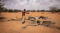 Asisten kepala desa Eyrib, Abdi Karim, melihat mayat enam jerapah yang tergeletak di pinggiran desa Eyrib di Suaka Margasatwa Sabuli, (10/12/2021) di Kabupaten Wajir, Kenya. Jerapah, lemah karena kekurangan makanan dan air, mati setelah mereka terjebak dalam lumpur ketika mereka mencoba minum dari reservoir yang hampir kering di dekatnya.