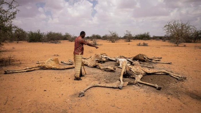 Kenya mengalami kekeringan parah yang kian mematikan. Akibatnya, mulai banyak hewan mati kekurangan makanan dan air, Selasa, (14/12/2021). (Photo by Ed Ram/Getty Images)