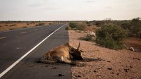 Sapi mati tergeletak di pinggir jalan di wilayah Garissa.