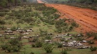 Foto udara, domba yang lemah karena kekeringan selama berbulan-bulan, terbaring mati di pinggir jalan setelah kedinginan ketika hujan datang, (10/12/2021) di Kabupaten Wajir, Kenya.