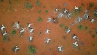Foto udara domba yang mati karena kekeringan dan kedinginan usai hujan turun.