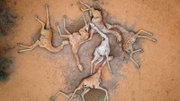 Foto udara enam bangkai jerapah terbaring di pinggiran desa Eyrib di Sabuli Wildlife Conservancy, (10/12/2021) di Kabupaten Wajir, Kenya. Para ahli memperingatkan bencana iklim seperti itu akan menjadi lebih umum di seluruh Afrika.